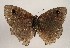  ( - WI-JAG-1009)  @12 [ ] Copyright (2013) by-nc-sa Caribbean Natural History Group