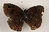 ( - WI-JAG-1010)  @12 [ ] Copyright (2013) by-nc-sa Caribbean Natural History Group