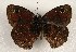 (Calisto tasajera - WI-JAG-1011)  @13 [ ] Copyright (2013) by-nc-sa Caribbean Natural History Group