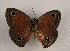  ( - WI-JAG-1012)  @13 [ ] Copyright (2013) by-nc-sa Caribbean Natural History Group