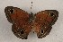  ( - WI-JAG-1014)  @13 [ ] Copyright (2013) by-nc-sa Caribbean Natural History Group