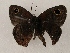  ( - WI-JAG-834)  @12 [ ] Copyright (2013) by-nc-sa Caribbean Natural History Group