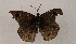  ( - WI-JAG-835)  @13 [ ] Copyright (2013) by-nc-sa Caribbean Natural History Group