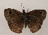  ( - WI-JAG-836)  @12 [ ] Copyright (2013) by-nc-sa Caribbean Natural History Group