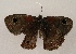  ( - WI-JAG-837)  @13 [ ] Copyright (2013) by-nc-sa Caribbean Natural History Group