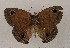  ( - WI-JAG-858)  @12 [ ] Copyright (2013) by-nc-sa Caribbean Natural History Group