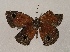  ( - WI-JAG-859)  @12 [ ] Copyright (2013) by-nc-sa Caribbean Natural History Group