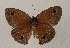  ( - WI-JAG-860)  @13 [ ] Copyright (2013) by-nc-sa Caribbean Natural History Group
