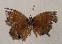  ( - WI-JAG-862)  @13 [ ] Copyright (2013) by-nc-sa Caribbean Natural History Group