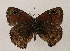  ( - WI-JAG-868)  @12 [ ] Copyright (2013) by-nc-sa Caribbean Natural History Group