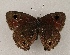  ( - WI-JAG-869)  @13 [ ] Copyright (2013) by-nc-sa Caribbean Natural History Group
