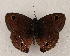  ( - WI-JAG-870)  @12 [ ] Copyright (2013) by-nc-sa Caribbean Natural History Group