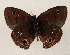  ( - WI-JAG-871)  @13 [ ] Copyright (2013) by-nc-sa Caribbean Natural History Group
