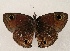  ( - WI-JAG-872)  @13 [ ] Copyright (2013) by-nc-sa Caribbean Natural History Group
