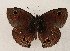  ( - WI-JAG-873)  @12 [ ] Copyright (2013) by-nc-sa Caribbean Natural History Group