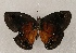  ( - WI-JAG-879)  @13 [ ] Copyright (2013) by-nc-sa Caribbean Natural History Group