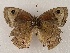  ( - WI-JAG-880)  @13 [ ] Copyright (2013) by-nc-sa Caribbean Natural History Group