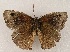  ( - WI-JAG-883)  @14 [ ] Copyright (2013) by-nc-sa Caribbean Natural History Group