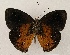  ( - WI-JAG-884)  @14 [ ] Copyright (2013) by-nc-sa Caribbean Natural History Group