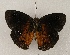  ( - WI-JAG-885)  @14 [ ] Copyright (2013) by-nc-sa Caribbean Natural History Group