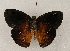  ( - WI-JAG-886)  @13 [ ] Copyright (2013) by-nc-sa Caribbean Natural History Group
