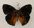  ( - WI-JAG-887)  @14 [ ] Copyright (2013) by-nc-sa Caribbean Natural History Group