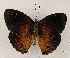  ( - WI-JAG-888)  @14 [ ] Copyright (2013) by-nc-sa Caribbean Natural History Group