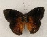  ( - WI-JAG-890)  @13 [ ] Copyright (2013) by-nc-sa Caribbean Natural History Group
