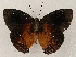 ( - WI-JAG-891)  @14 [ ] Copyright (2013) by-nc-sa Caribbean Natural History Group