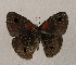  ( - WI-JAG-892)  @13 [ ] Copyright (2013) by-nc-sa Caribbean Natural History Group