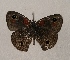  ( - WI-JAG-893)  @12 [ ] Copyright (2013) by-nc-sa Caribbean Natural History Group