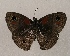  ( - WI-JAG-894)  @13 [ ] Copyright (2013) by-nc-sa Caribbean Natural History Group