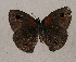  ( - WI-JAG-895)  @12 [ ] Copyright (2013) by-nc-sa Caribbean Natural History Group