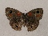  ( - WI-JAG-896)  @12 [ ] Copyright (2013) by-nc-sa Caribbean Natural History Group