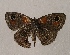  ( - WI-JAG-899)  @12 [ ] Copyright (2013) by-nc-sa Caribbean Natural History Group