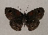  ( - WI-JAG-904)  @13 [ ] Copyright (2013) by-nc-sa Caribbean Natural History Group