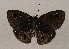  (Calisto batesi - WI-JAG-906)  @13 [ ] Copyright (2013) by-nc-sa Caribbean Natural History Group