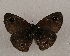  ( - WI-JAG-908)  @13 [ ] Copyright (2013) by-nc-sa Caribbean Natural History Group