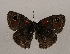 ( - WI-JAG-910)  @13 [ ] Copyright (2013) by-nc-sa Caribbean Natural History Group