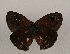  ( - WI-JAG-947)  @12 [ ] Copyright (2013) by-nc-sa Caribbean Natural History Group