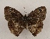  ( - WI-JAG-950)  @12 [ ] Copyright (2013) by-nc-sa Caribbean Natural History Group