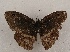  ( - WI-JAG-951)  @11 [ ] Copyright (2013) by-nc-sa Caribbean Natural History Group