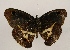  ( - WI-JAG-952)  @13 [ ] Copyright (2013) by-nc-sa Caribbean Natural History Group