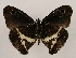  ( - WI-JAG-953)  @13 [ ] Copyright (2013) by-nc-sa Caribbean Natural History Group