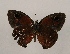  ( - WI-JAG-955)  @12 [ ] Copyright (2013) by-nc-sa Caribbean Natural History Group