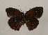  ( - WI-JAG-956)  @12 [ ] Copyright (2013) by-nc-sa Caribbean Natural History Group