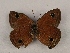  (Calisto - WI-JAG-971)  @14 [ ] Copyright (2013) by-nc-sa Caribbean Natural History Group