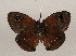  ( - WI-JAG-978)  @12 [ ] Copyright (2013) by-nc-sa Caribbean Natural History Group