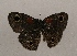  ( - WI-JAG-981)  @12 [ ] Copyright (2013) by-nc-sa Caribbean Natural History Group