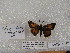  (Choranthus schwartzi - WI-JAG-1057)  @13 [ ] No Rights Reserved (2014) Julio A. Genaro Unspecified